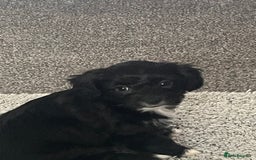 Mixed Breed dogs for sale: Two puppies 9 weeks old  - Image 1