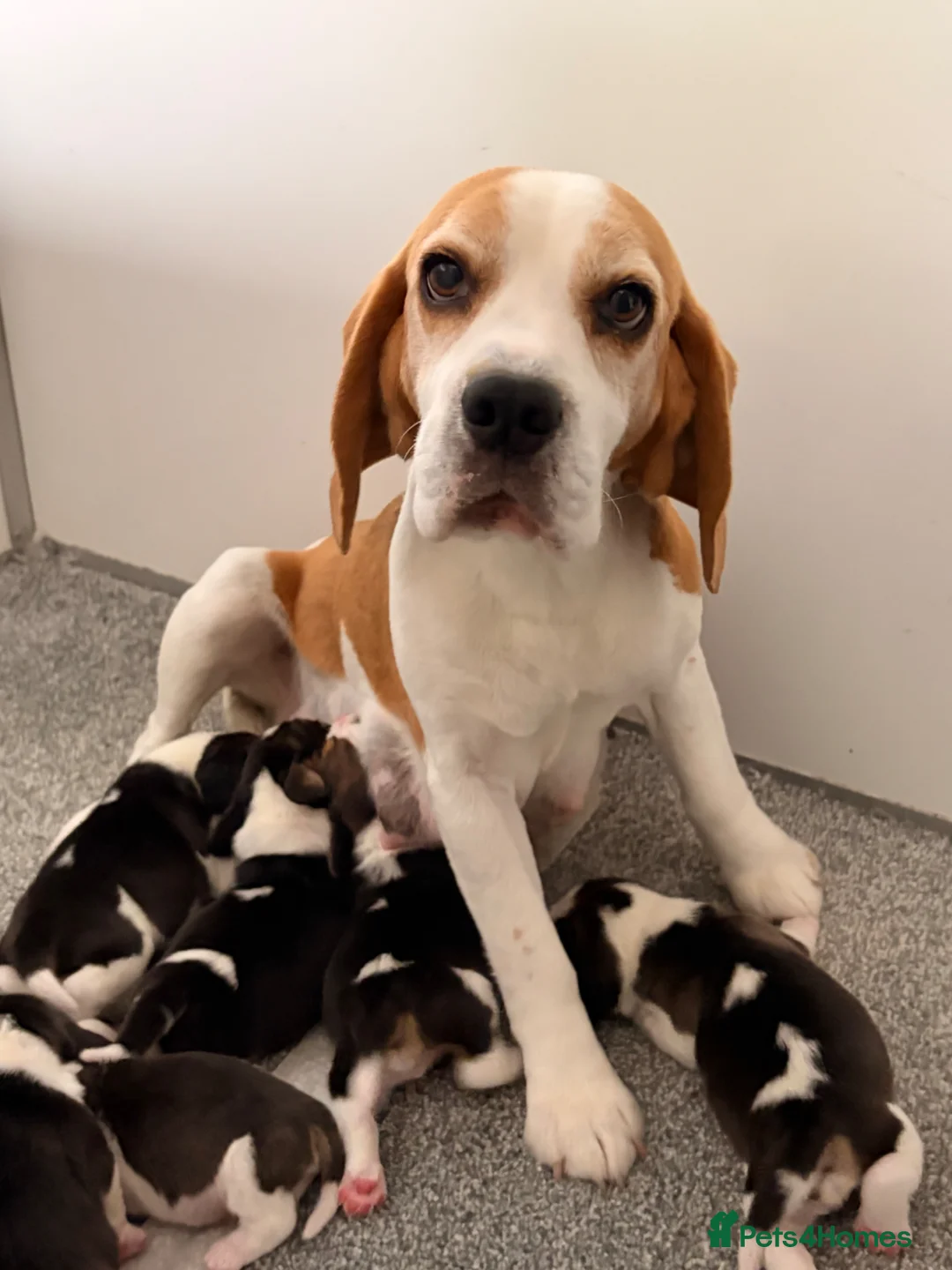 Beagle dogs for sale: Kc Reg Beagle Pups  - Advert 1