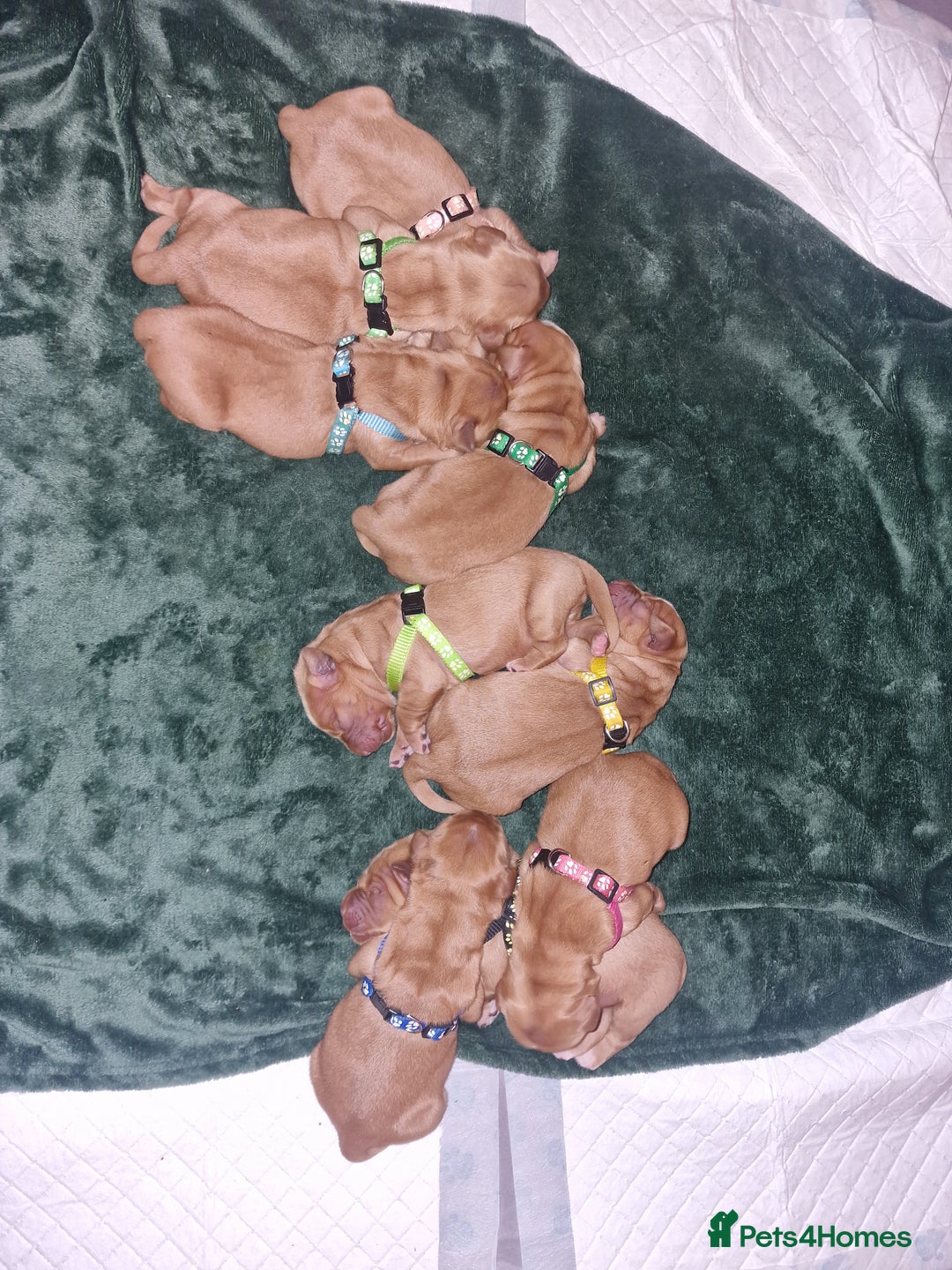Golden Retriever dogs for sale: Beautiful KC-Registered Golden Retriever Puppies - Advert 32