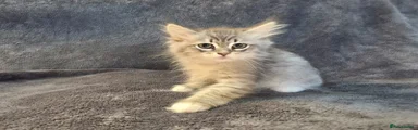 Siberian 6