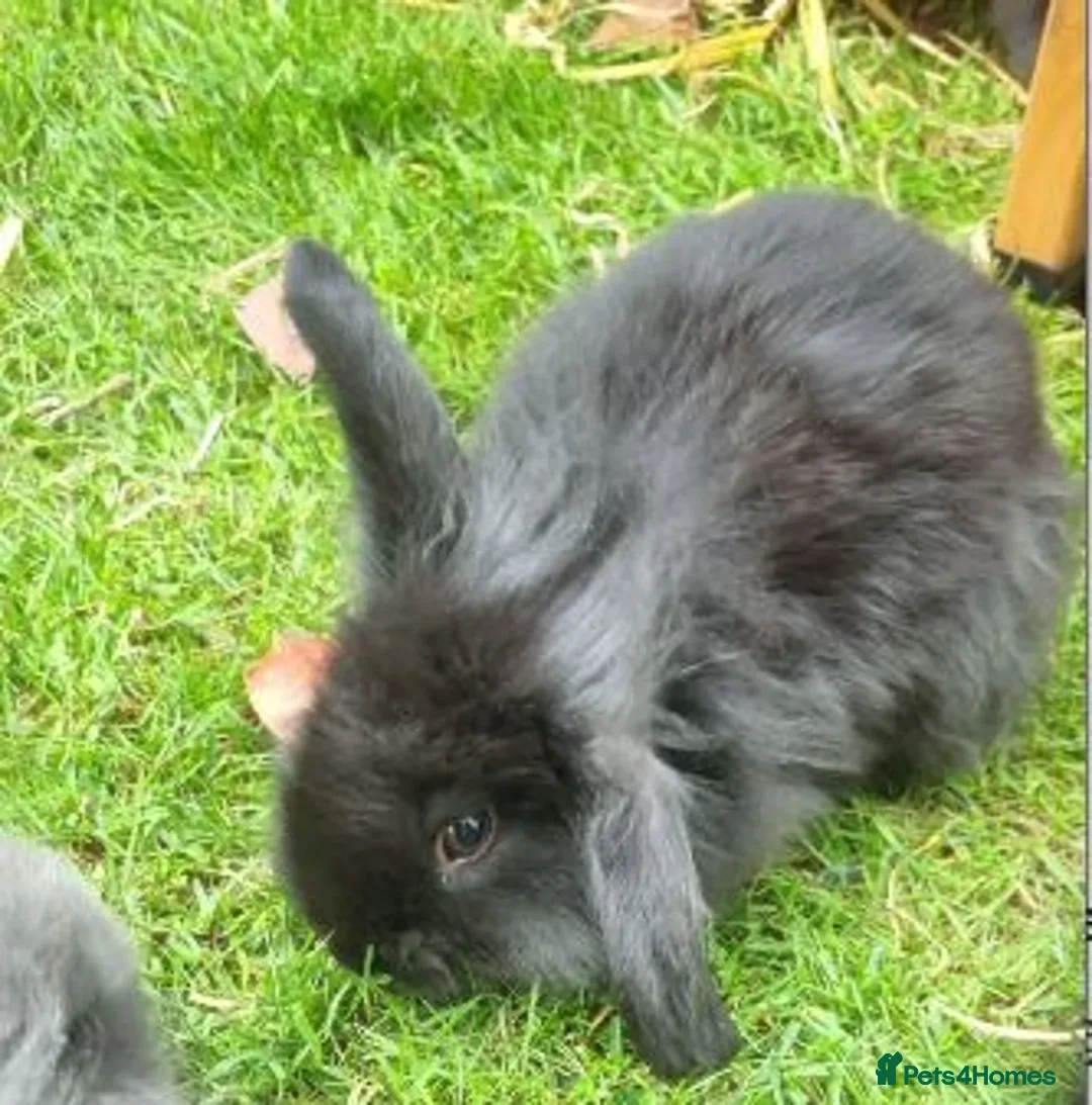 Mini Lop rabbits 2 x Boy Mini Lion Lops 6 Week old - collect 23 May - Advert 21