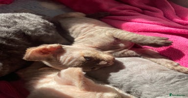 Devon Rex cats - Advert 8