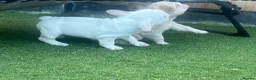French Bulldog dogs for sale: Last girl available  - Advert 5