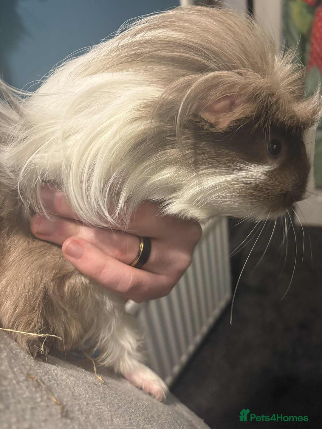 Guinea Pig rodents for sale: 2 guinea pigs - Advert 5