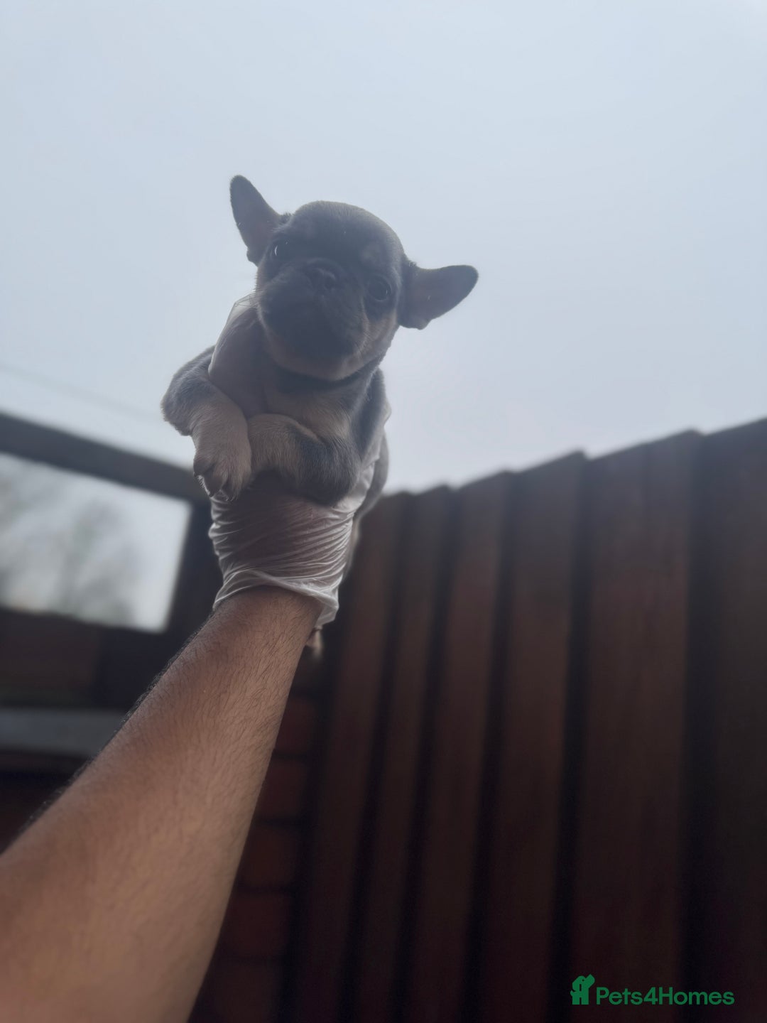 French Bulldog dogs for sale: Beautiful Litter Of Husky French Bulldogs - Advert 8