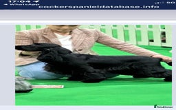 Cocker Spaniel dogs for sale: Show quality pups available  - Image 22