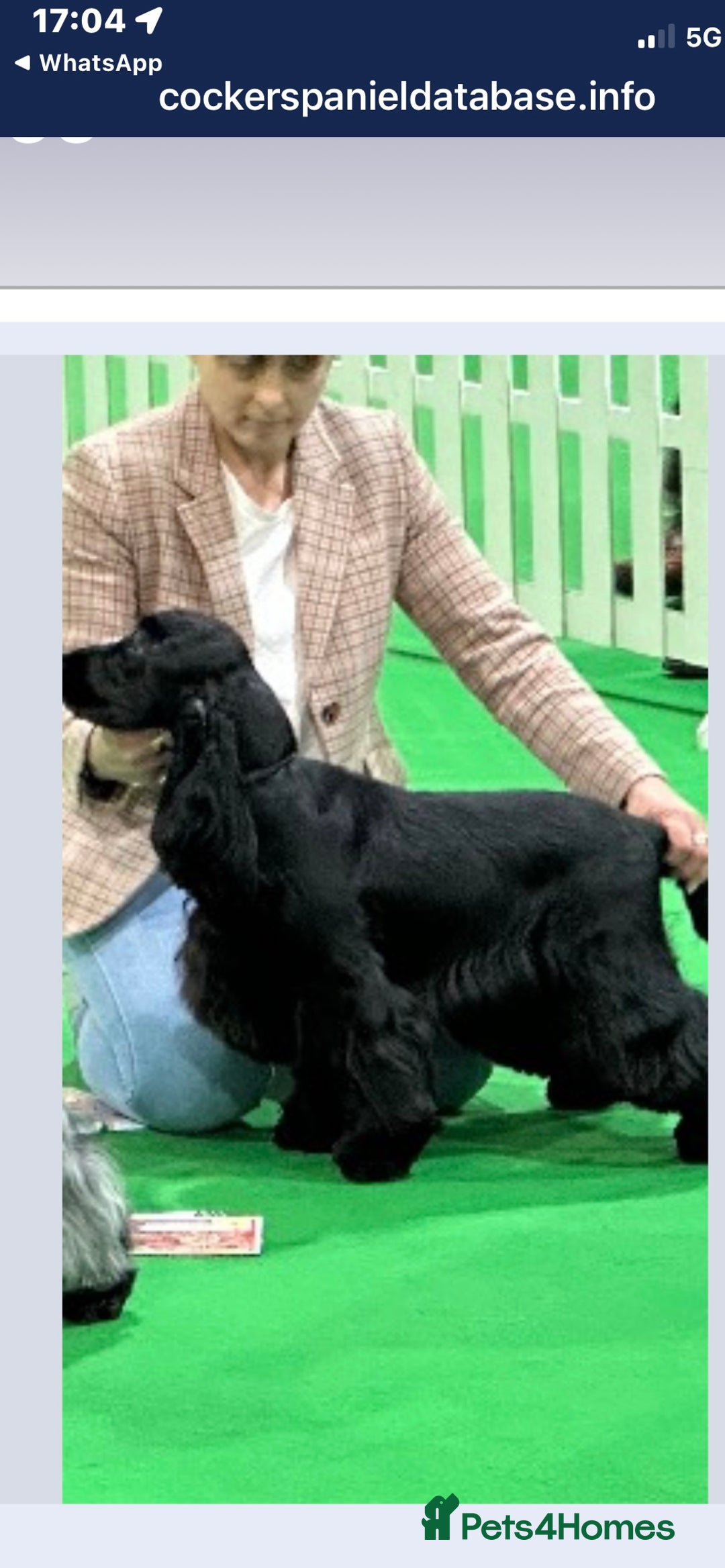 Cocker Spaniel dogs for sale: Show quality pups available  - Image 22