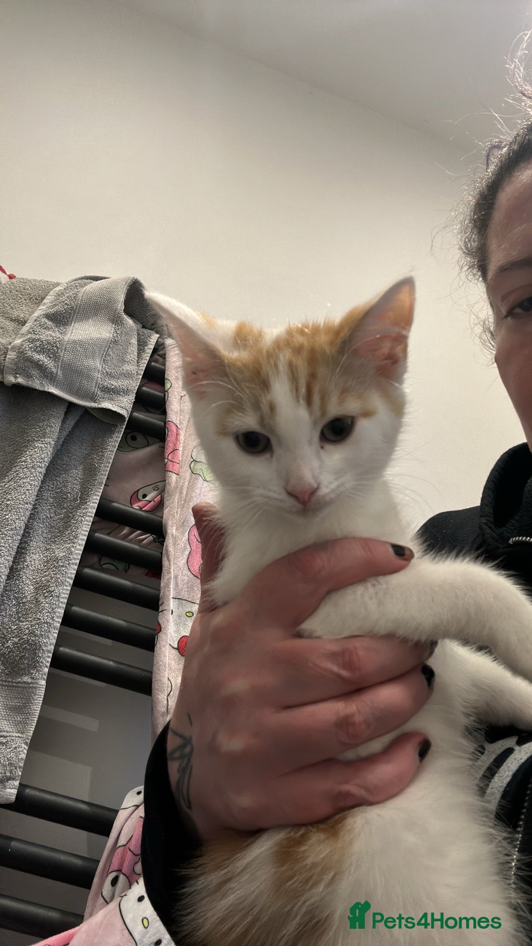 Mixed Breed cats Fluffy female ginger and white kitten  - Advert 2