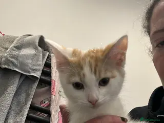 Mixed Breed cats Fluffy female ginger and white kitten - Advert 2