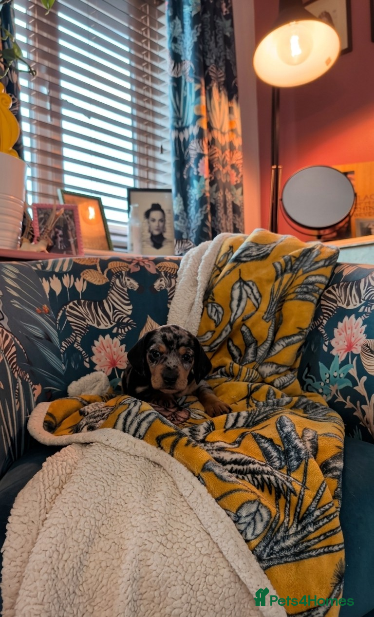 Dachshund dogs Standard well built and quality dachshund puppies  - Advert 2