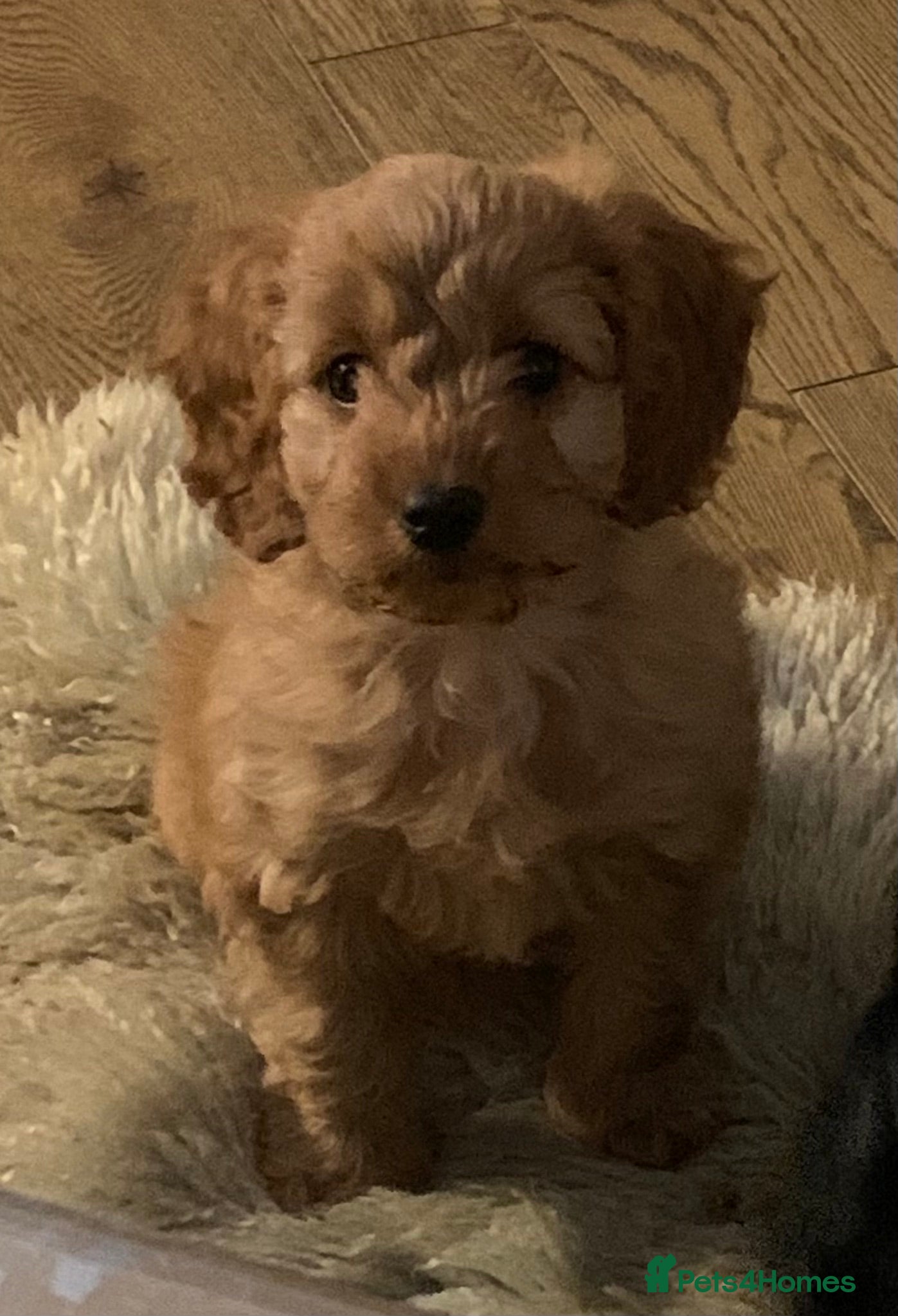 Cockapoo dogs READY NOW ! F1 health tested girl Cockapoo puppies - Advert 10