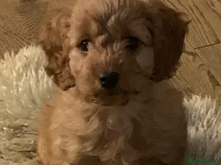 Cockapoo dogs READY NOW ! F1 health tested girl Cockapoo puppies - Advert 10