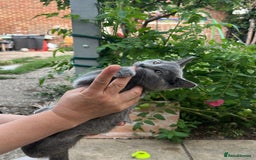 Ragdoll cats for sale: Last Ragdoll kitten SALE !!!!! - Image 3