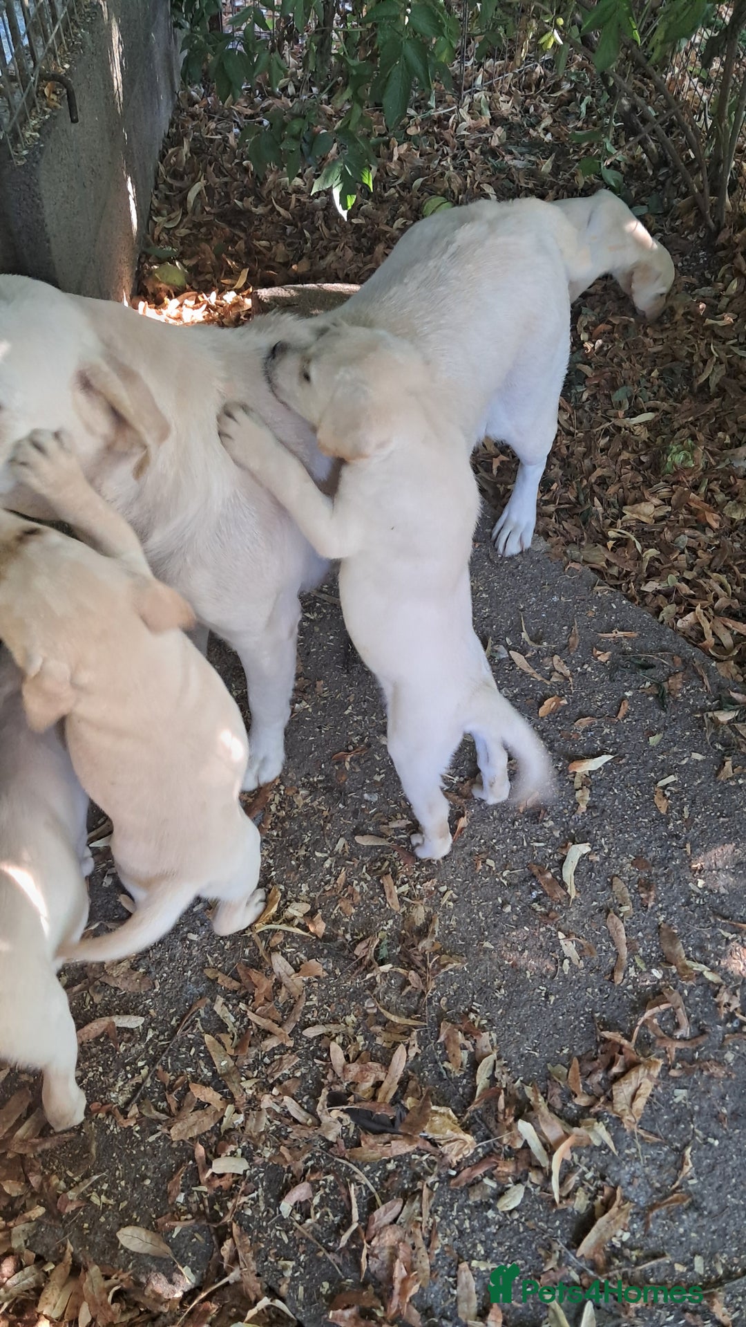 Labrador Retriever dogs for sale: Robust, sensible, yellow KC Labrador Pups - Image 7