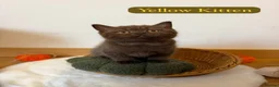 British Shorthair cats for sale: 3 Beautiful Autumn Coloured Kittens🤎🍂 - Advert 12