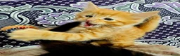 Mixed Breed cats for sale: Elven Bengal Kittens  - Advert 14
