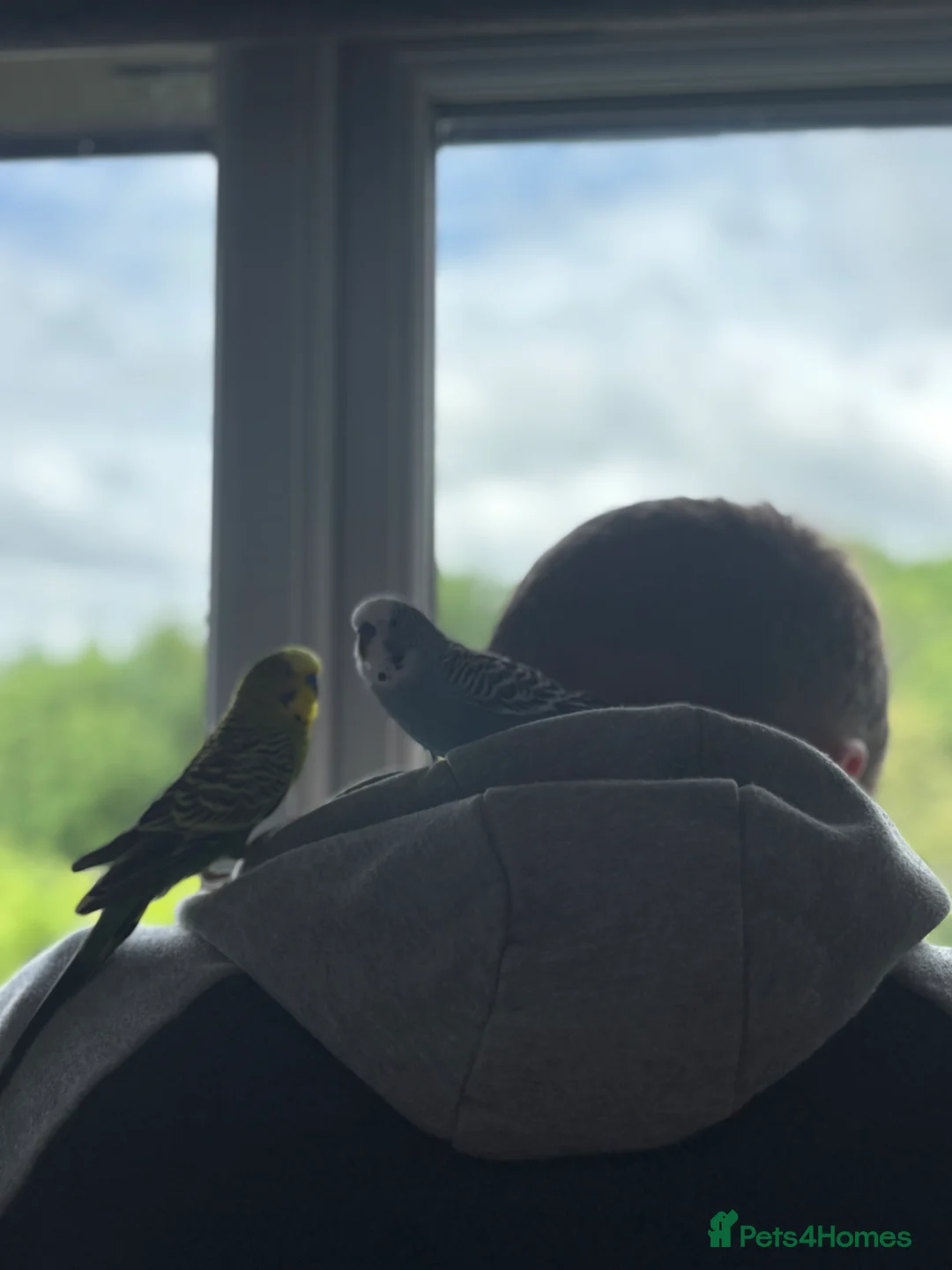 Mixed Breed birds for sale: FOR SALE  - Advert 2