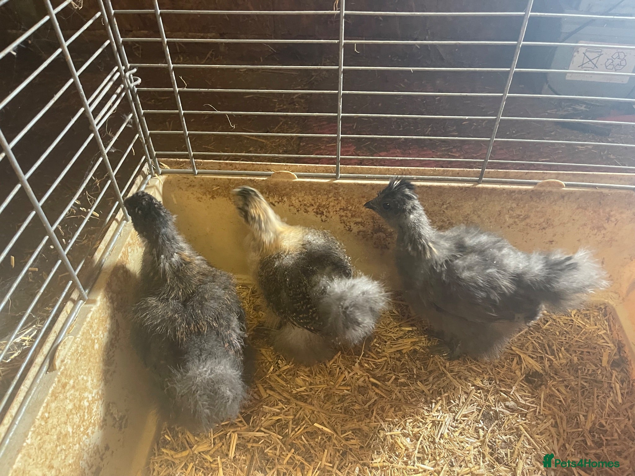Chickens poultry Silkies available Pol and 6 weeks  - Advert 1