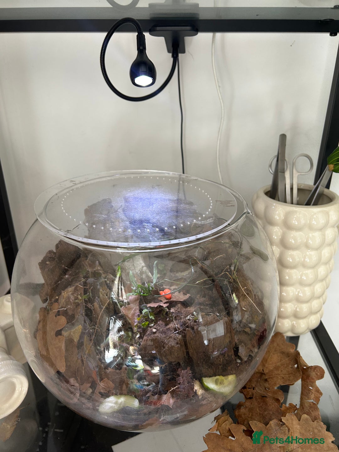 Mixed Breed reptiles for sale: Glacier isopods & terrarium  - Image 6
