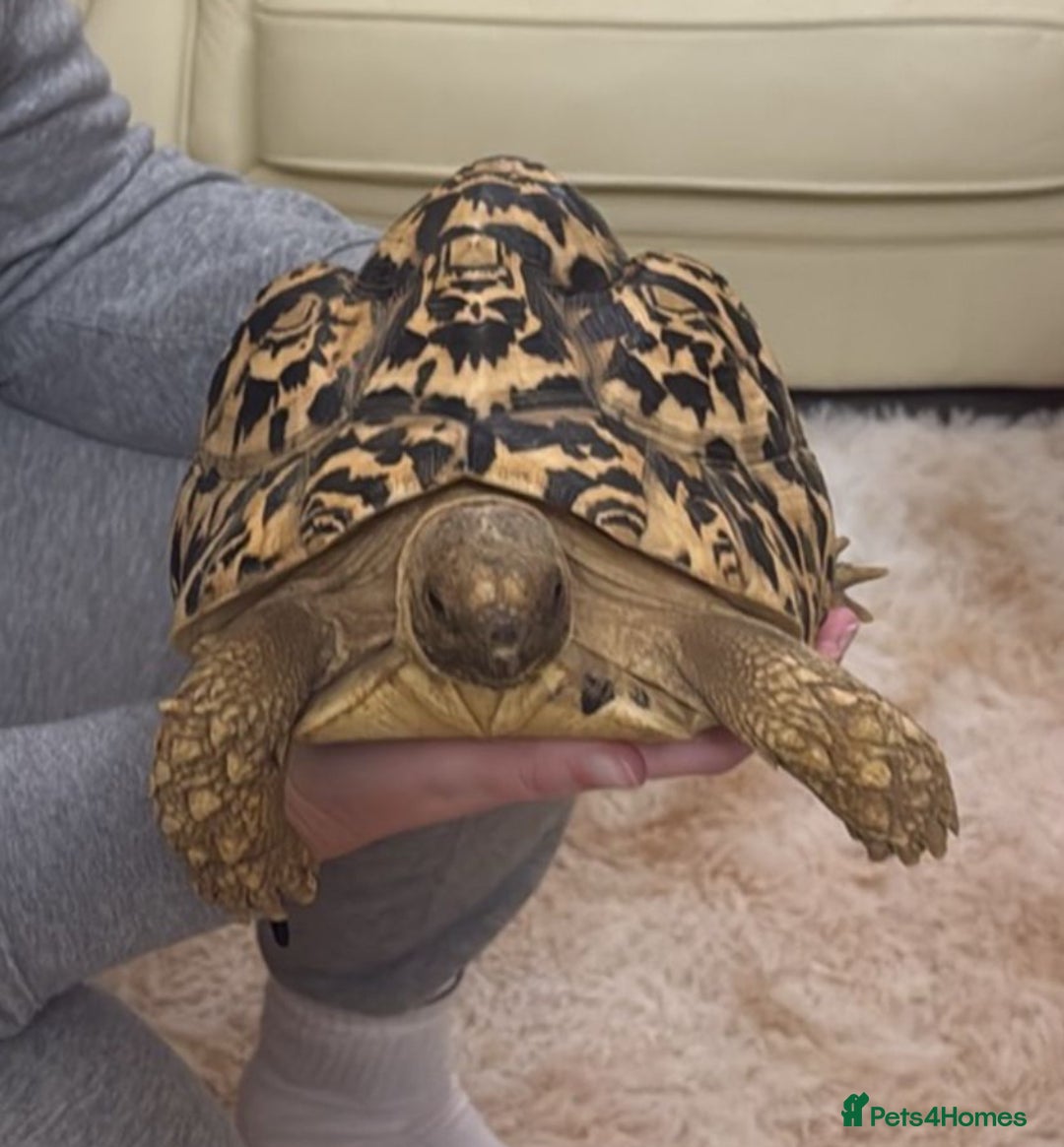 Tortoise reptiles for sale: Leopard Tortoise - Advert 1