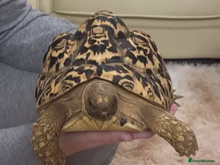 Tortoise reptiles Leopard Tortoise - Advert 9