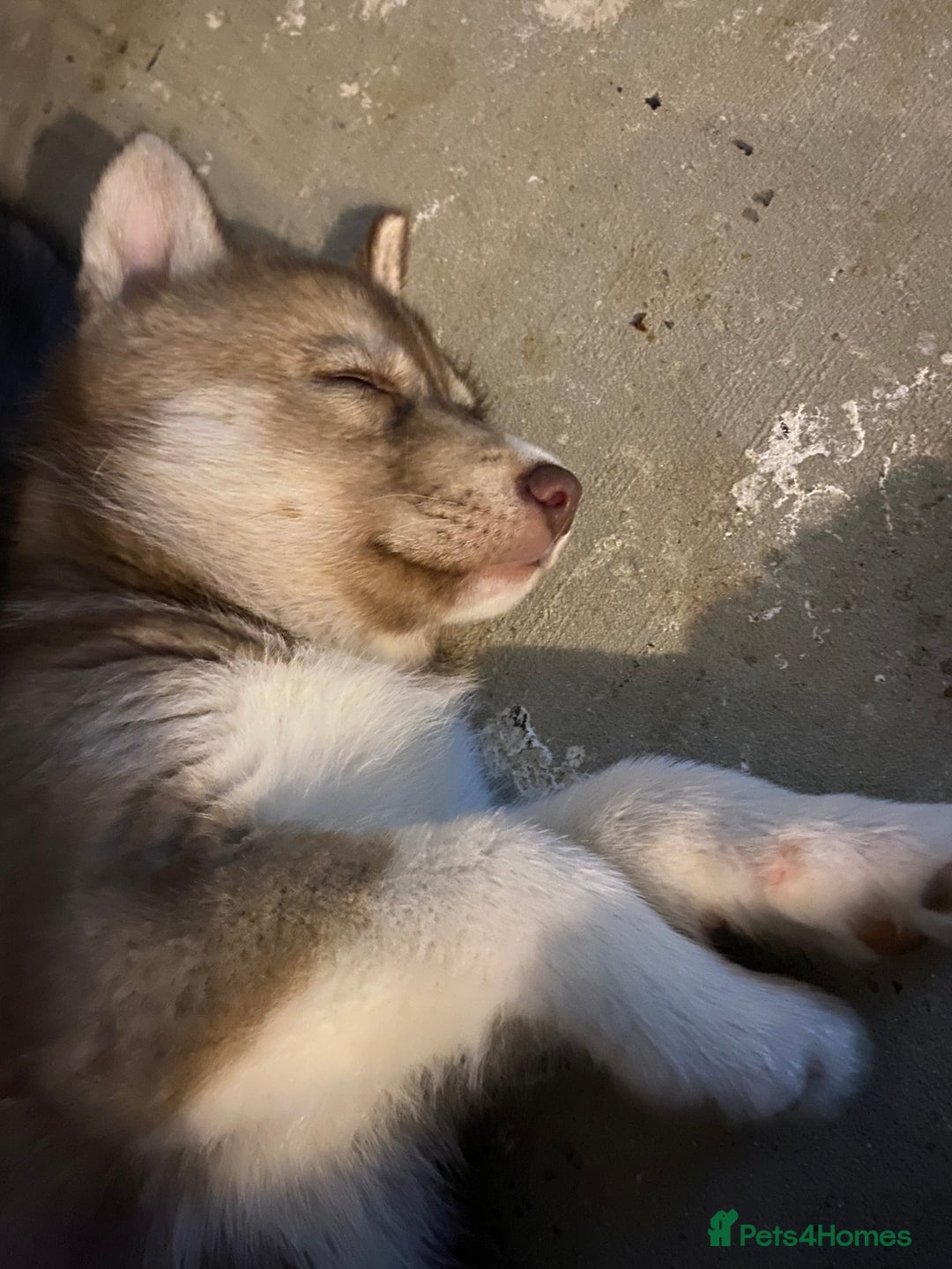 Siberian Husky dogs for sale: Brown girl Siberian husky.  - Image 1