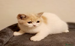 British Shorthair cats for sale: British Shorthair Fawn Tortie & White Female - Advert 14