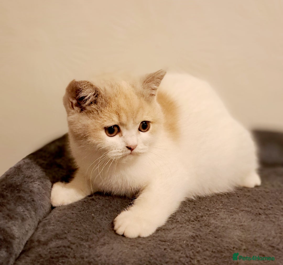 British Shorthair cats for sale: British Shorthair Fawn Tortie & White Female - Advert 14