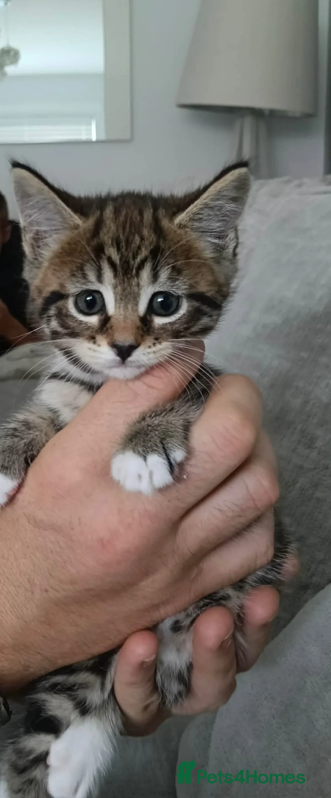 Mixed Breed cats for sale: Maine coon x bengal kittens  - Advert 2