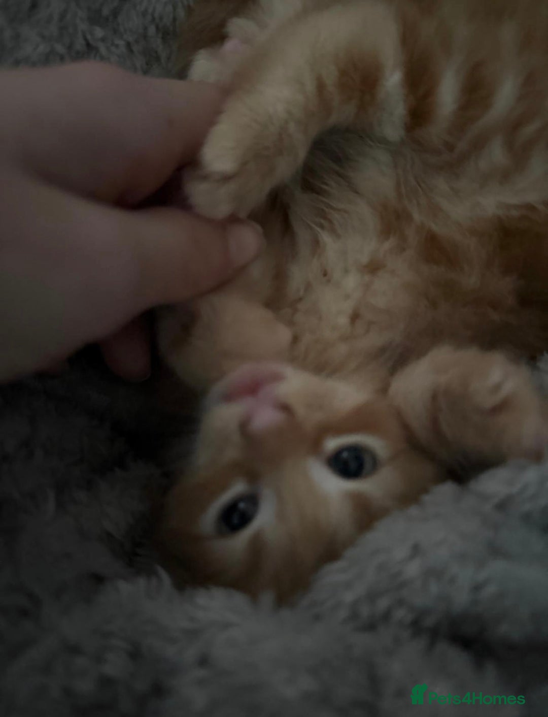 Maine Coon cats for sale: Maincoon kittens  - Advert 2