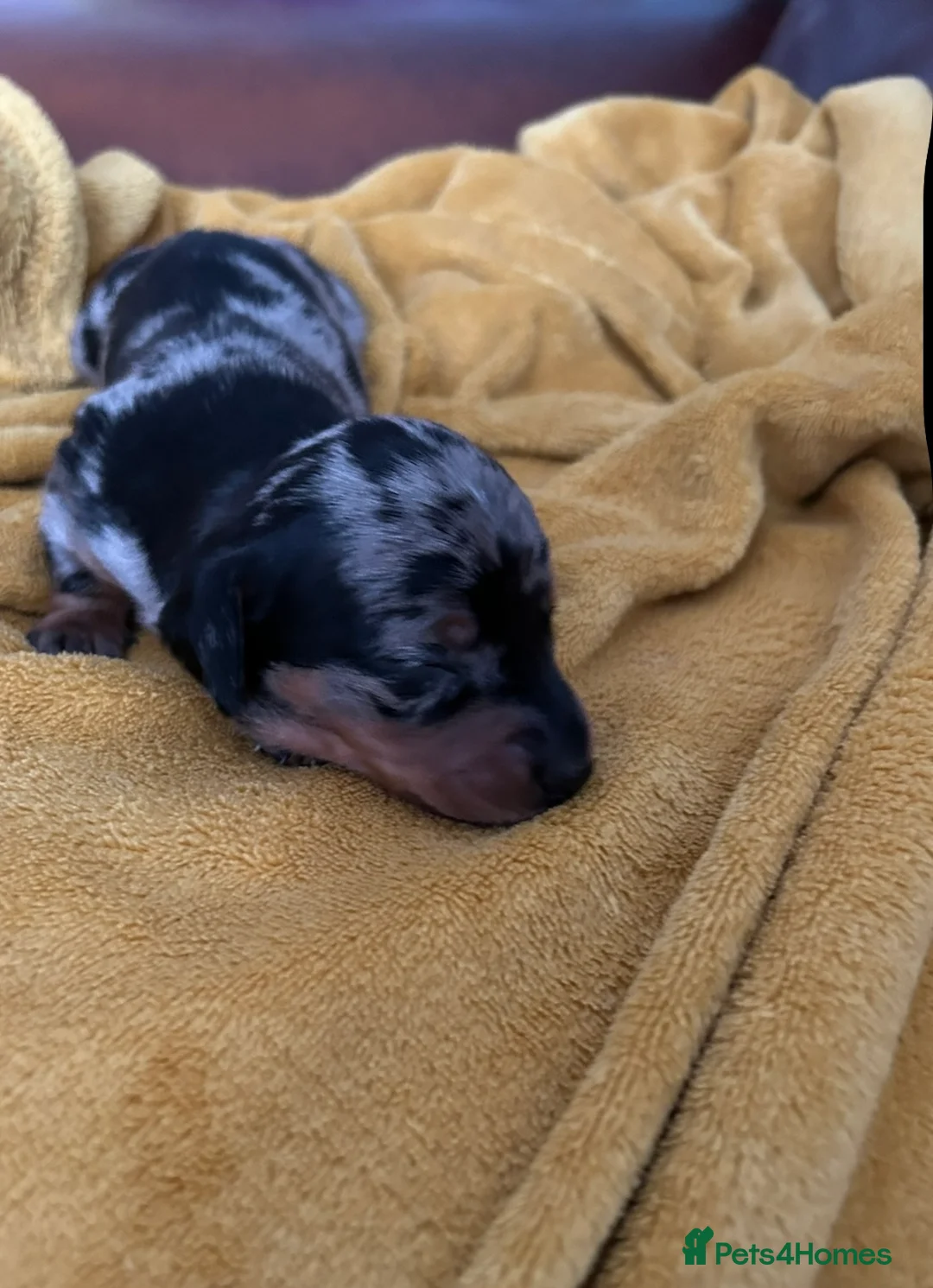 Miniature Dachshund dogs for sale: Stunning silver dapple miniature dachshund pups - Advert 6