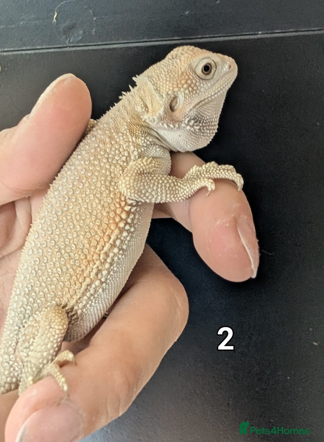 Bearded Dragon reptiles for sale: Witblits Bearded Dragon Babies ready now  - Image 5