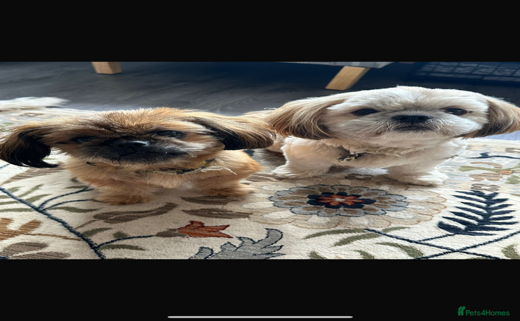 Shih Tzu dogs - Advert 9