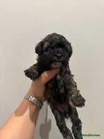 Toy Poodle dogs - Advert 1