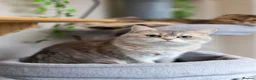 Scottish Fold cats for stud: TICA GOLDEN NAY11 STUD FROM CHAMPIONS 👑 - Advert 3