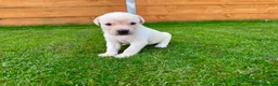 Labrador Retriever dogs for sale: KC Registered Labrador Babies 🐾🐾🐾 - Advert 3