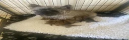 Cairn Terrier dogs for sale: KC reg cairn terrier puppies - Advert 6