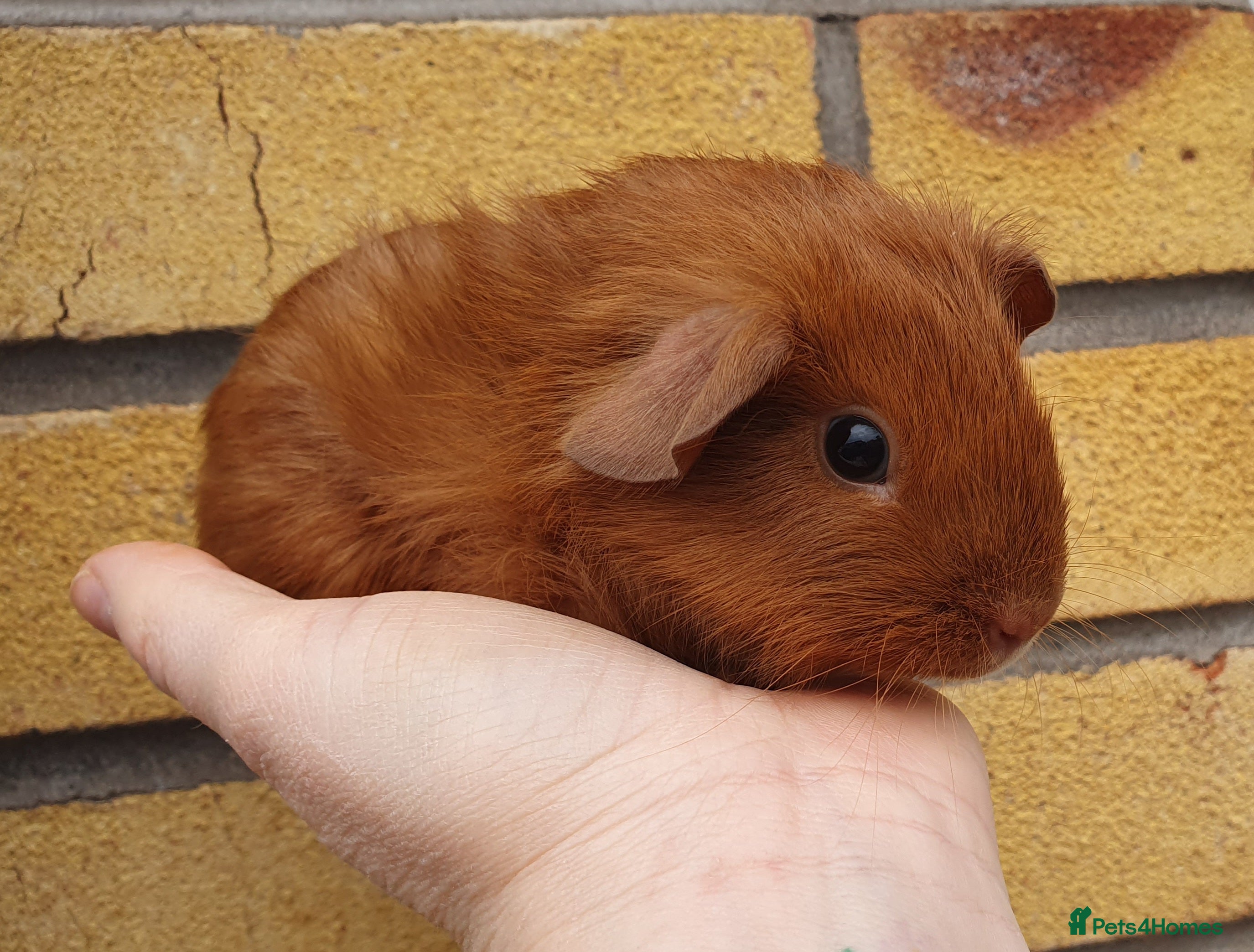 Guinea Pig rodents guinea pigs  - Advert 5