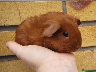 Guinea Pig rodents guinea pigs - Advert 5