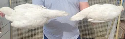 Chickens poultry for sale: 2 shamo aseel hen 1 pure assel hen in Nuneaton - Advert 2
