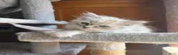 Ragdoll cats for sale: TICA registered - beautiful ragdoll kitten  - Advert 5