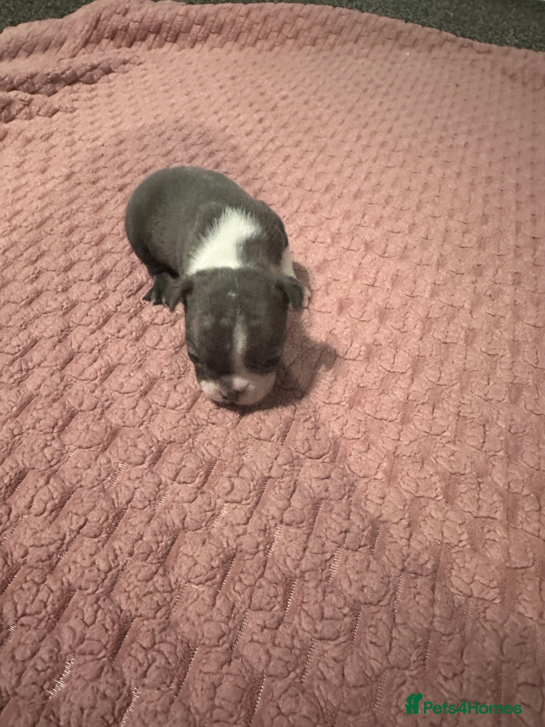 Boston Terrier dogs for sale: Boston terrier pups - Advert 2