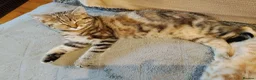 Mixed Breed cats for sale: Tabby and blue tortie girls looking forever home  - Advert 5