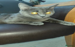 European cats for sale: 3-month-old kitten - Image 2