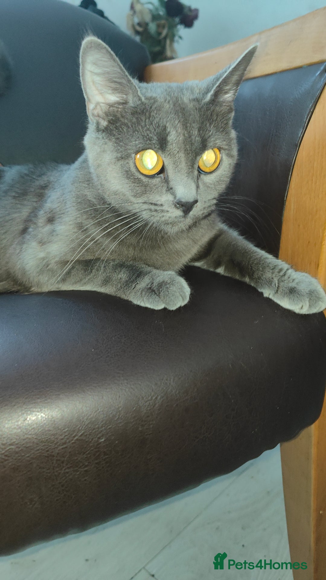 European cats for sale: 3-month-old kitten - Image 2