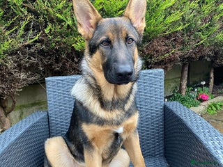 German Shepherd dogs - Advert 3