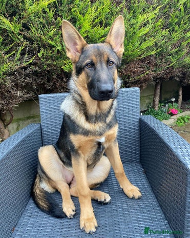 German Shepherd dogs - Advert 1