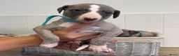 Whippet dogs for sale: Whippet puppies  - Advert 12