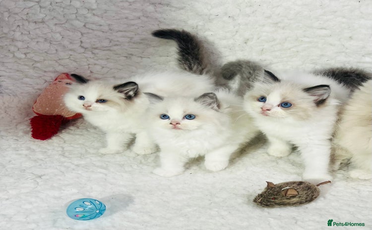 Ragdoll cats - Advert 9