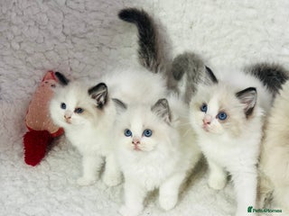 Ragdoll cats - Advert 5